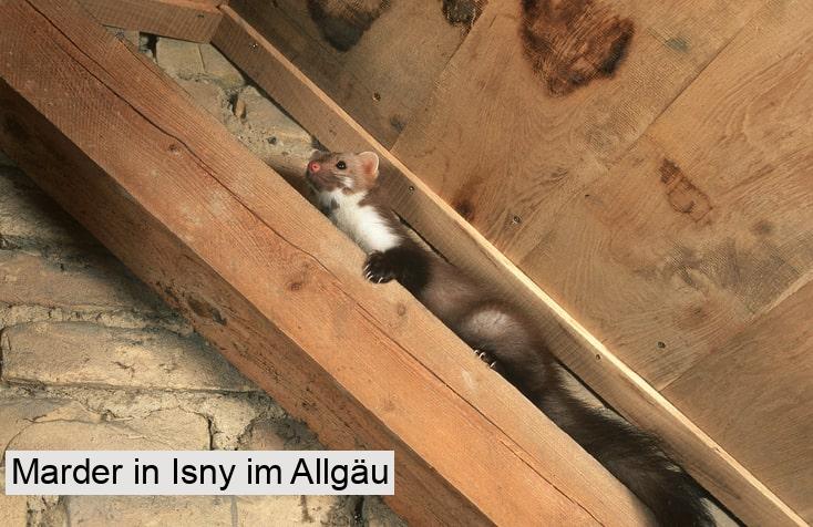 Marder in Isny im Allgäu